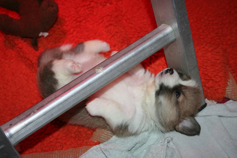 Puppies
